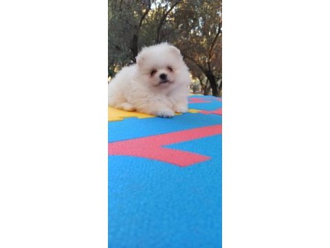 Kar beyaz pomeranian