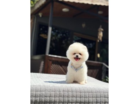 Avucunuz sığacak pomeranian mutluluk