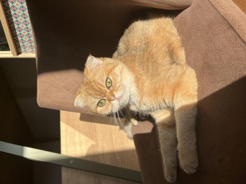 Prenses scottish fold kızımıza eş arıyoruz