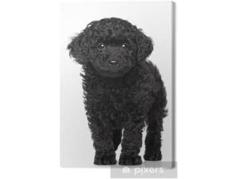 Sahibinden çok bakımlı siyah poodle