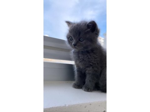 Yavru british shorthair