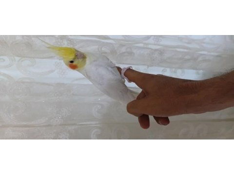 Harika lutino sultan papağanı