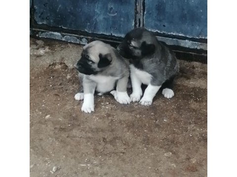 Kangal köpeğimiz panter