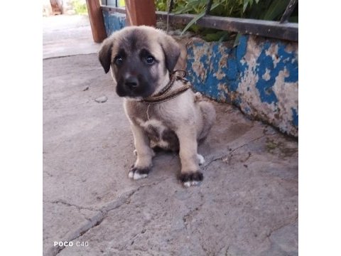 Yavru kangal