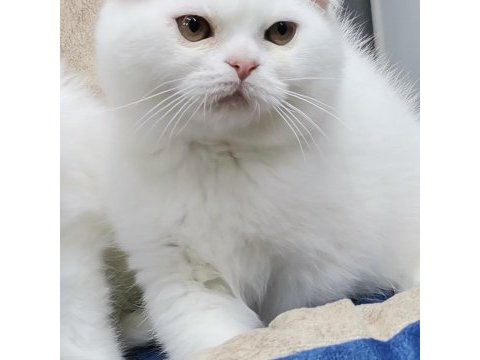 Koca kafa aslan yavrusu teslime hazır scottish fold