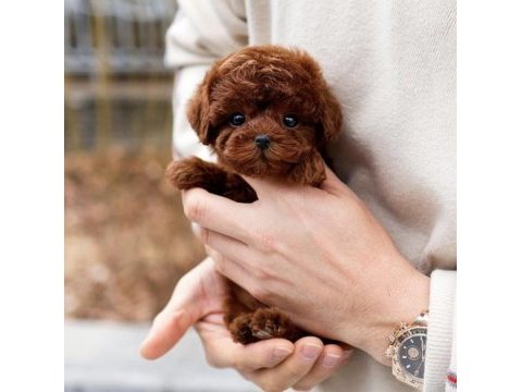 Muhteşem güüzellikte toy poodle köpeklerim