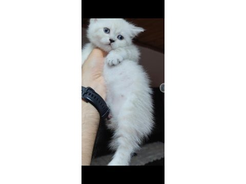 British shorthair