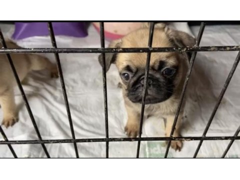 50 günlük dişi pug yavrular