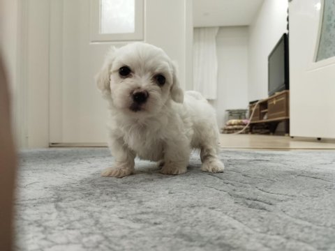 Show kalite maltese yavrularımız