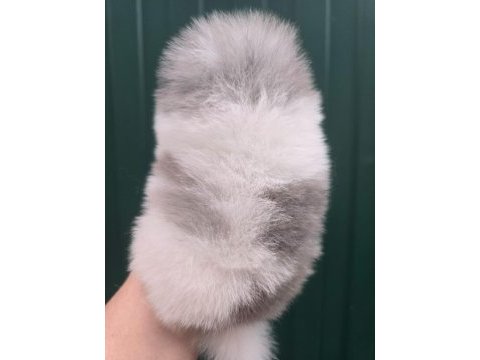 Mavi merle beyaz erkek pomeranian yavrusu