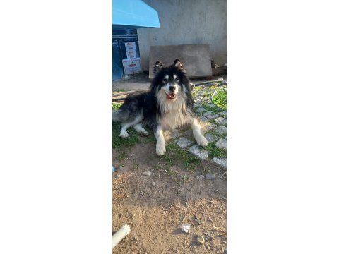 Alaska malamute 2 yaşındaki oğluma eş arıyorum