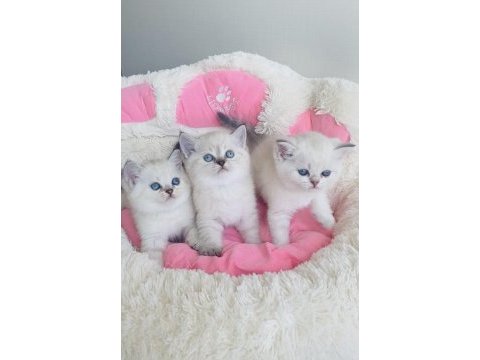 A kalite maviş point british shorthair bebekleirm 