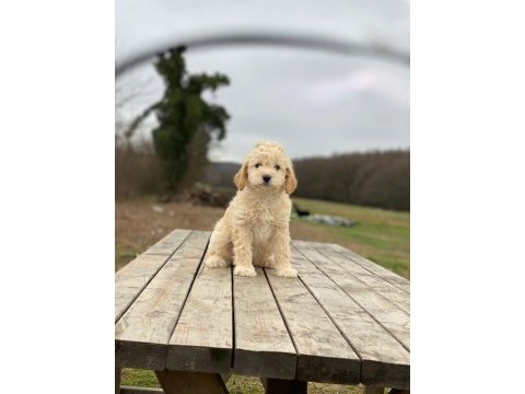 Güzel maltipoo yavrumuz