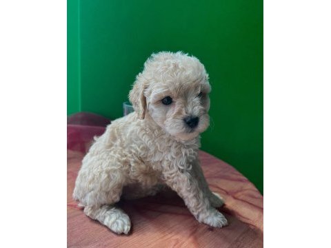 Maltipoo yılbaşı hediyeniz hazır mı?