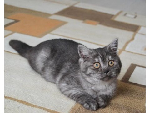 British shorthair yavrular