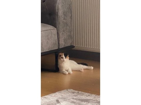 Scottish kedi