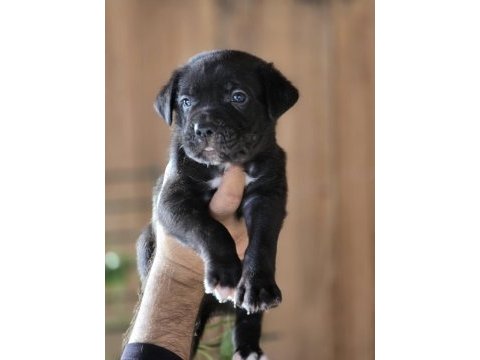 Cane corso yavruları