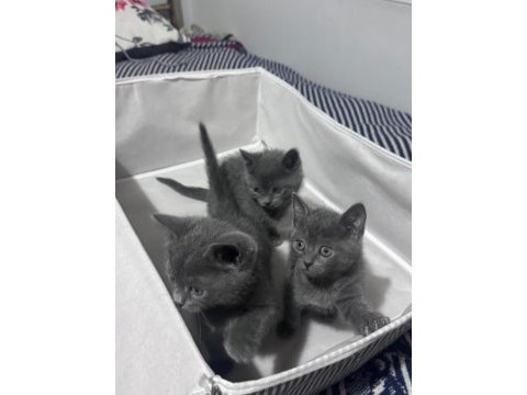 Safkan russian blue yavrular rezerveye açık
