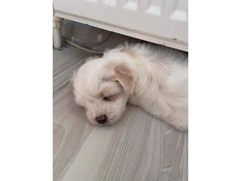 Kore kan maltese terrier yavrular