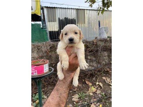 Baby face golden retriever
