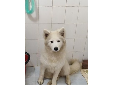 Samoyed dişi 1,5 yaşında