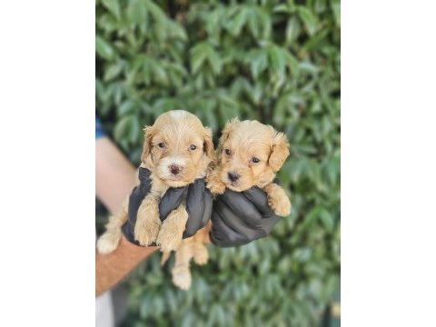 Irk ve sağlık garanti maltipoo yavrularımuz