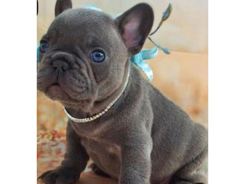 Blue exotic dişi erkek french bulldog yavrularımız
