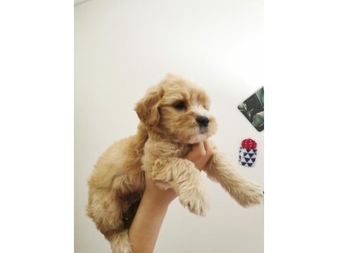 Maltipoo adrese teslim, kapıda ödeme yapabilirsiniz