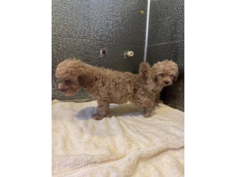 Çok güzel maltipoo bebekler
