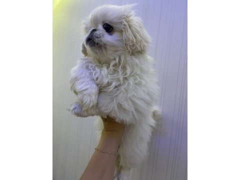 Pekinez köpeği yavrular