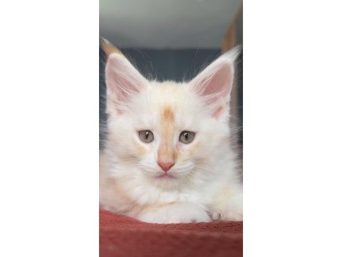 2 aylık erkek maine coon yavrusu