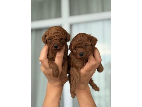 aşılı eğiitimli premıum toy poodle