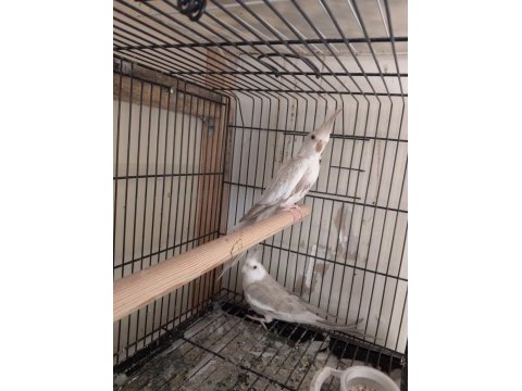 Yavru garanti li sultan papağanı çiftler