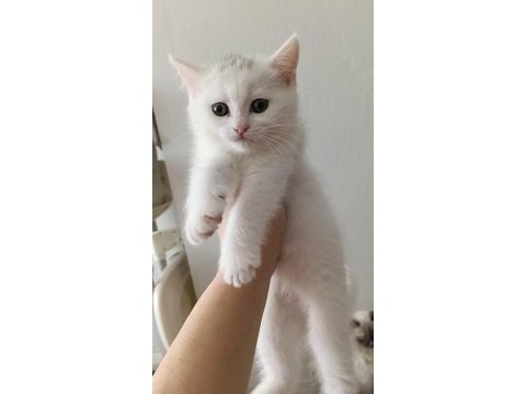 British shorthair kedilerimiz