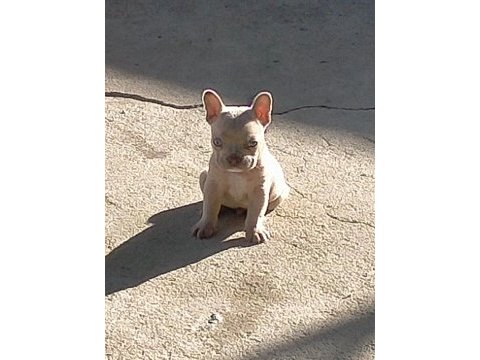 French bulldog 45 günlük yavru