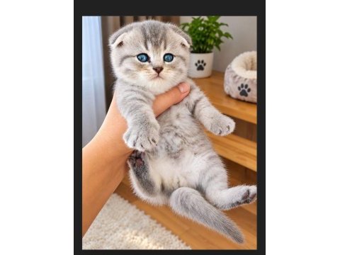 Scottish fold 40 günlük
