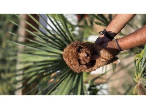 Red toy poodle yavrular