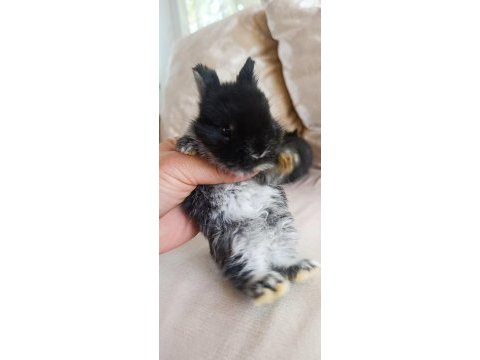 Safkan cüce tavşan bebekleri çorlu
