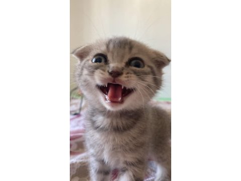 2 aylık scottish fold yavru kedimiz