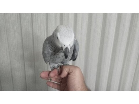 Konuşan papağan diyorsan çıtanı yükselt