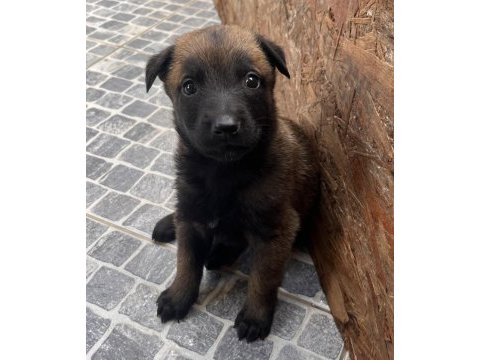 Safkan ırk garantili belçika kurdu