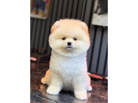 Pomeranian boo gülen yüz