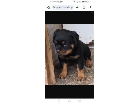 Rottweiler bebeeklerimiz sağlık garantilidir