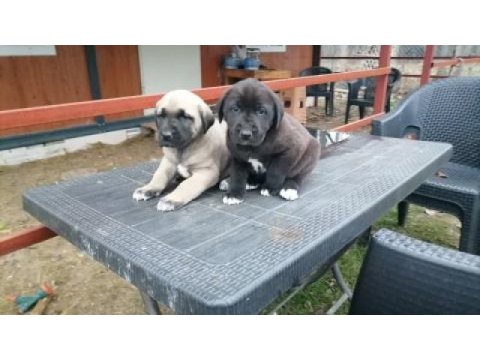 Anadolu çoban köpeği yavruları