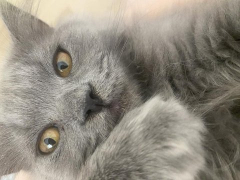 4 aylık british longhair oğlumuz