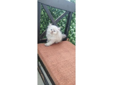 Şecereli soydan british longhair bebeklerimiz