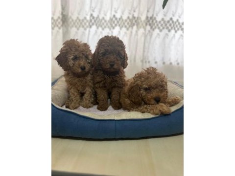 Toy poodle ( ırk garantili bebeklerimiz )