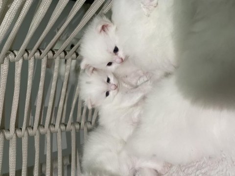 British longhair shorthair kediler
