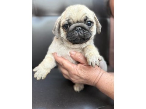 Pug mops yavru köpekler