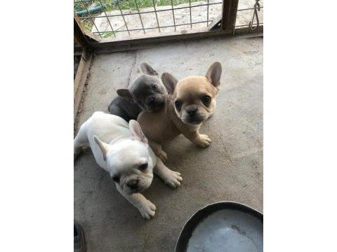 French bulldog bebeklerimiz yeni yuvalarına gitmeye hazır